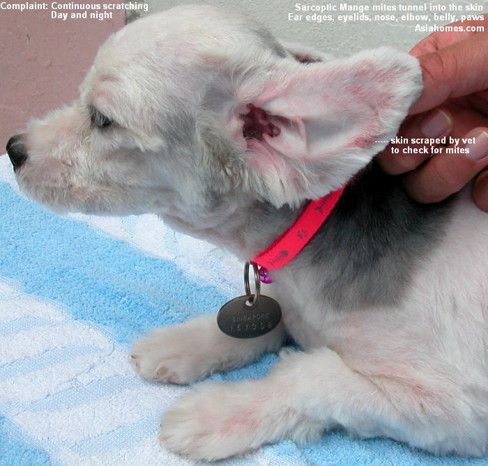 Mange In Dogs. his dog to be cured of the
