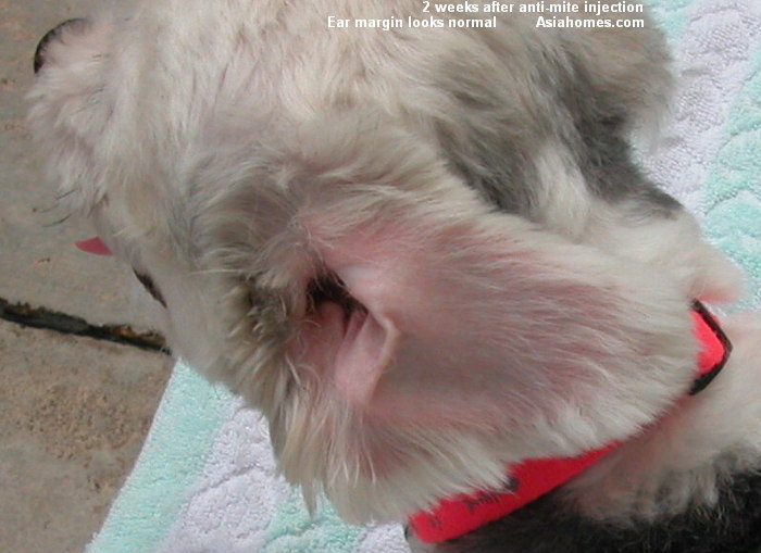 0829ASingapore veterinary dog sarcoptic mange education ...
