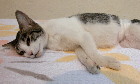 Singapore stray cat - spayed. Bandage cover spayed area. 