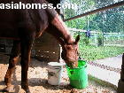 Singapore. Horse eats his breakfast - no more colic or fever