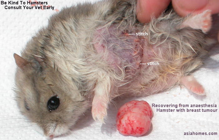 Hamster Abscess