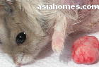 Singapore Dwarf hamster with breast tumour removed