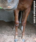 Horse traumatic injuries on limb and hip - slight swelling of knee area