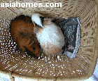 Singapore Guinea Pigs - one loses hair from bullying