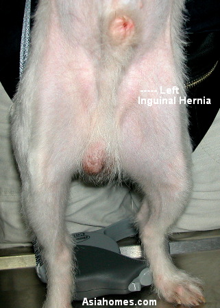  Hernia Pictures on Wes Kadong Gandroonk  Hernias In Dogs