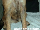 Localised areas of demodectic mange in young dogs. Toa Payoh Vets