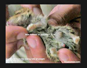 Singapore 2-year-old hamster with a skin lump