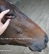 Singapore horse - impaction colic