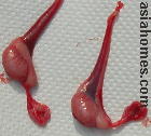 Dog testes removed after castration.