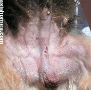 Wound heals fast when not irritated or infected. 48 hours after castration. Singapore