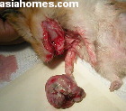 Singapore Golden hamster with large cheek pouch on left side - large tumour-like mass