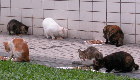 Sunday 5 pm dinner for Singapore stray cats with left tipped ears. 