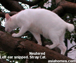 Neighbourhood cat spayed and identified by tipped left ear. 
