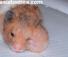 Singapore Golden hamster with large cheek pouch on left side