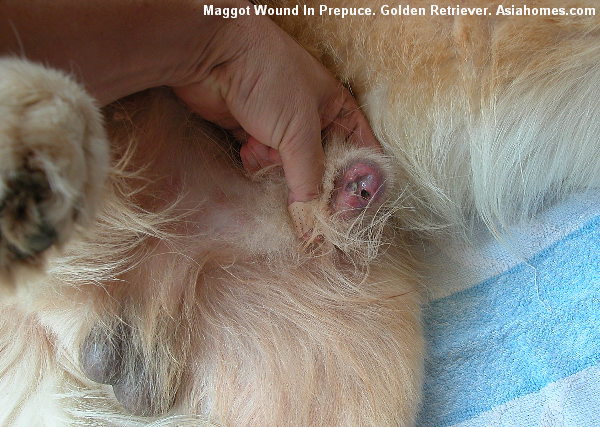 retriever Pics penises golden of