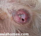 Six 3/4 inch maggots inside preputial wound. Singapore Golden Retriever