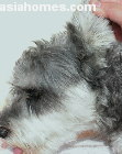 Singapore, Schnauzer excessive ear hairs, otitis externa. lateral ear canal resection, toapayohvets