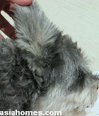 Singapore, Schnauzer excessive ear hairs, otitis externa. lateral ear canal resection, toapayohvets