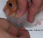 Singapore hamster - swollen cheek pouch