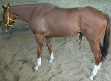 The horse still could not pass urine easily after pain killer injections