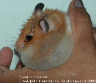 Singapore hamster - swollen cheek pouch