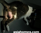 Necrotising tissues in the leg abscess. Singapore home cat.