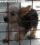 Singapore. Silkie 3-month-old puppy with upper respiratory tract infection.