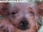 Silkie puppy with pus in eyes and nose