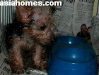 Singapore. Silkie 3-month-old puppy with upper respiratory tract infection.