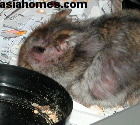 Singapore dwarf hamster. Infraorbital abscess area healing well 15 hours later.