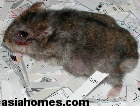 Singapore dwarf hamster. Infraorbital abscess just lanced and pus squeezed out.