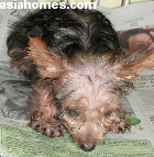 Singapore. Silkie 3-month-old puppy with upper respiratory tract infection.
