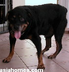 Rottweiller fully recovered from a big swollen right fore limb 2 weeks ago