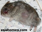 Singapore dwarf hamster. Infraorbital abscess just lanced and pus squeezed out.