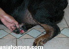 Rottweiller fully recovered from a big swollen right fore limb 2 weeks ago