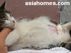 Singapore stray cat spayed 5 days ago. Going home. Wound not infected.