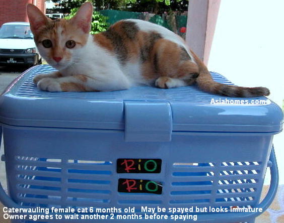 The harsh cries of this beautiful 4-year-old female cat on heat occurred at 