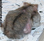 Singapore dwarf hamster. Numerous subcutaneous skin tumours at 2 years of age.