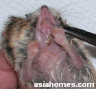 Overgrown lower incisor teeth, missing upper ones.  Dwarf hamster, Singapore