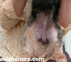 Dog castration. 24 hours after castration - uninfected wound heals well