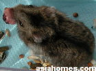 Singapore dwarf hamster - nose tumour and chest abscess