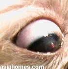 Singapore Shih Tzu 10 months - deep ulcerative keratitis - red basement membrane of cornea