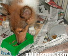 Shetland Sheepdog puppy 4 months - coughing for 14 days