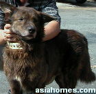 Singapore cross bred, industrial park dog