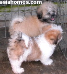 Imported Lhasa Apso & Shih Tzu puppies 3 months old, Singapore