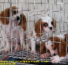 Singapore Cavalier King Charles puppy 3 months old  for sale