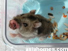 Singapore dwarf hamster - nose tumour and chest abscess
