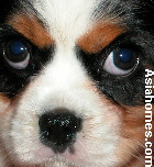 Singapore Cavalier King Charles puppy 3 months old  coughing