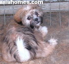 Singapore imports Lhasa Apso puppy 3 months old