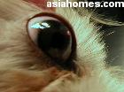 Singapore Shih Tzu 10 months - ulcerative keratitis seen on the operating table